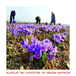 Saffron Production in 2019